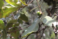 Quercus deserticola