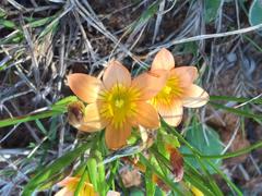 Romulea setifolia belviderica