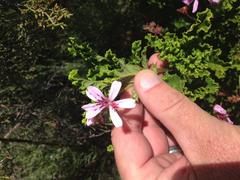 Pelargonium panduriforme