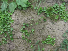 Hydrocotyle ramiflora