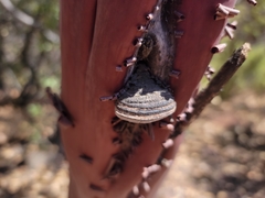 Phellinus arctostaphyli