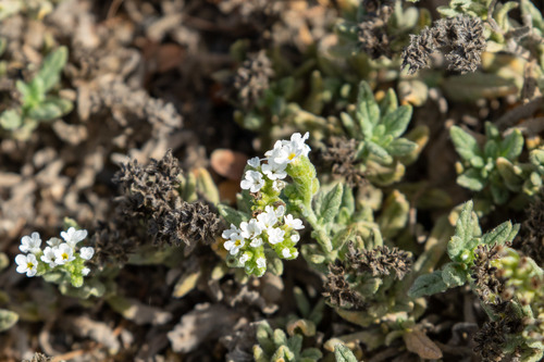 Wavy heliotrope (Heliotropium ramosissimum)