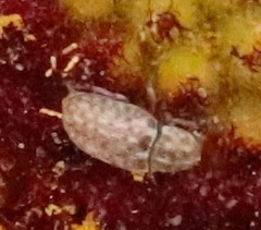 Trigonorhinus limbatus