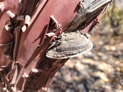 Phellinus arctostaphyli