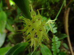 Pleurothallis chloroleuca