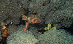 Ostorhinchus compressus