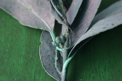 Eucalyptus banksii