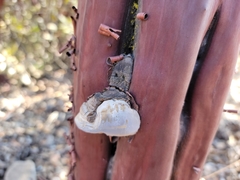 Phellinus arctostaphyli