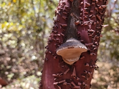 Phellinus arctostaphyli