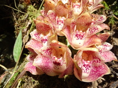 Lycomormium ecuadorense