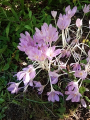 Colchicum