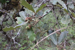 Quercus deserticola