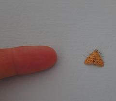Notarcha quaternalis