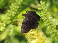 Pellicia