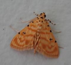 Notarcha quaternalis