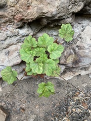 Heuchera maxima