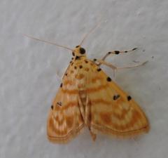 Notarcha quaternalis