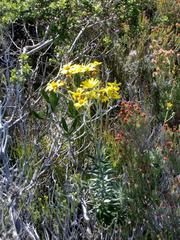 Senecio arniciflorus