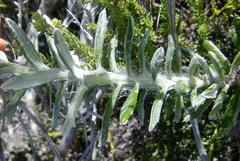 Senecio arniciflorus