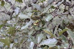 Quercus deserticola