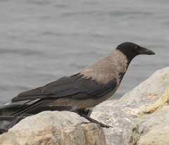 Corvus cornix