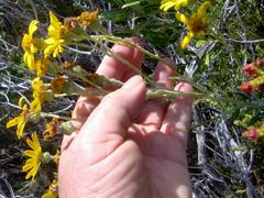 Senecio arniciflorus