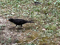 Turdus merula