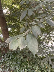 Ulmus minor