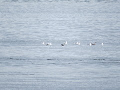 Ardenna tenuirostris