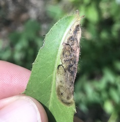 Calycomyza novascotiensis