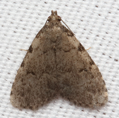 Dyspyralis puncticosta