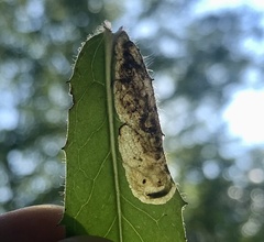 Calycomyza novascotiensis