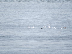 Ardenna tenuirostris