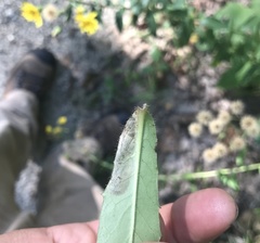 Calycomyza novascotiensis