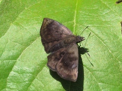 Pellicia