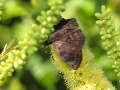 Pellicia