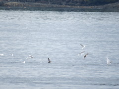 Ardenna tenuirostris