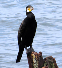 Phalacrocorax carbo