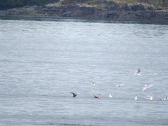 Ardenna tenuirostris