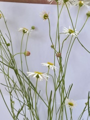 Brachyscome paludicola