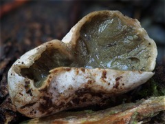 Protubera parvispora