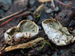 Protubera parvispora