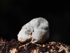 Protubera parvispora