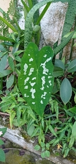 Caladium praetermissum