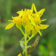 Solidago nitida