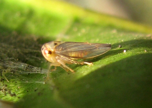 género Idioscopus · iNaturalist Ecuador