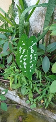 Caladium praetermissum