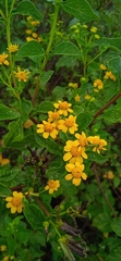 Zaluzania montagnifolia