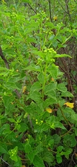 Zaluzania montagnifolia