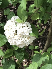 Viburnum